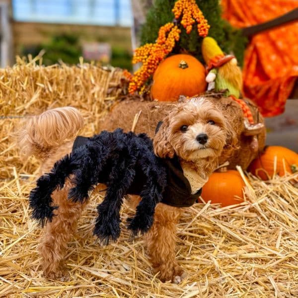 Pup-kin Patch